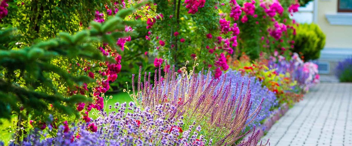 Lush flowering perennial beds along a paver walkway