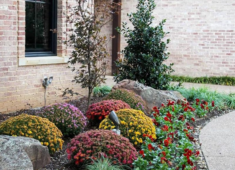 Newly planted tree and colorful shrubs along a home